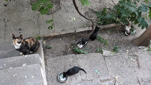 Pui de pisica pt adoptie - Timisoara - imagine 3