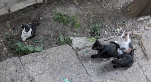 Pui de pisica pt adoptie - Timisoara - imagine 4