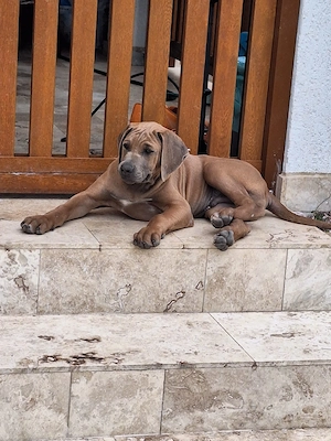 Pui de Rhodesian Ridgeback de vanzare - imagine 4