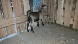 Vând Ieduță metisă cu Anglo Nubian  - imagine 5