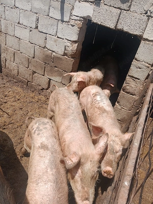 Vand porci rasa pietrean  - imagine 2