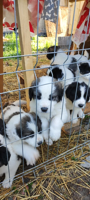 Catei Ciobanesc de Bucovina cu Pedigree - imagine 2