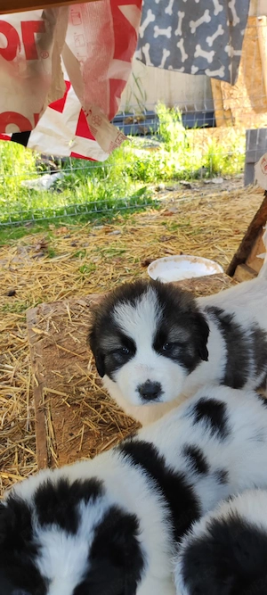 Catei Ciobanesc de Bucovina cu Pedigree - imagine 3