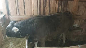 Vând  vițel  metis cu brun la ca 250kg