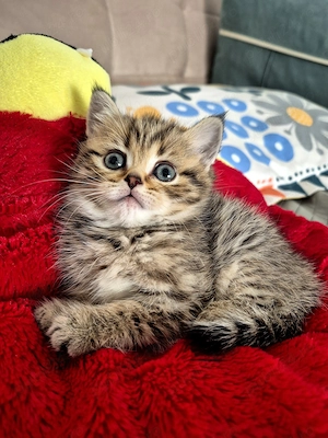 British Short Hair Tabby