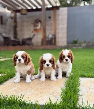 Cei mai buni și mai fideli tovarăși de lângă tine: câinii noștri din rasa Cavalier King Charles 