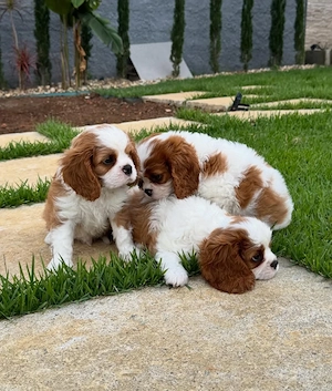 Cei mai buni și mai fideli tovarăși de lângă tine: câinii noștri din rasa Cavalier King Charles  - imagine 4