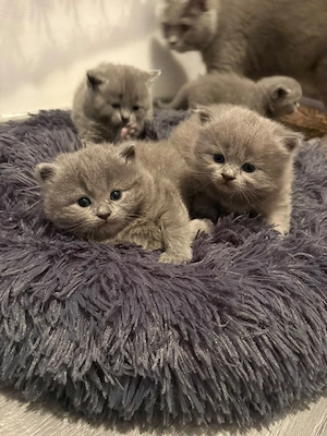 british shorthair blue  - imagine 3