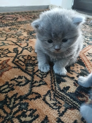british shorthair blue  - imagine 4
