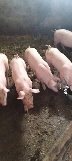 Șoldanasi de 25 -30 kg, rasă de carne  - imagine 3