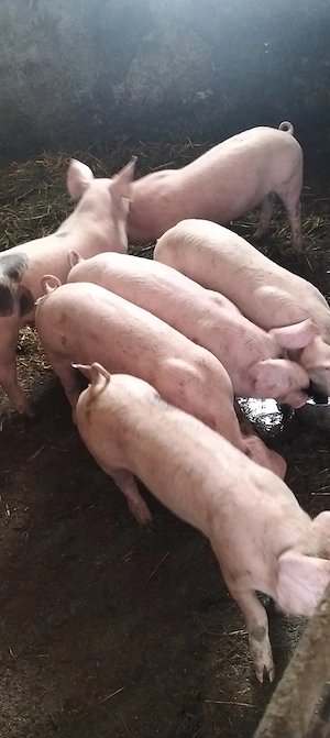 Șoldanasi de 25 -30 kg, rasă de carne 