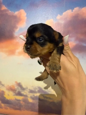 Catelusi Yorkshire Terrier - imagine 2
