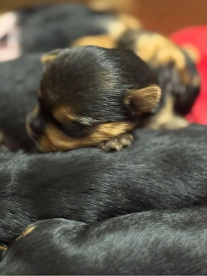 Catelusi Yorkshire Terrier - imagine 3