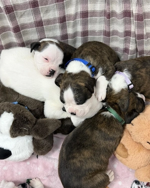 Descoperă dragostea și loialitatea alături de acești cățeluși de rasă Boxer - imagine 4