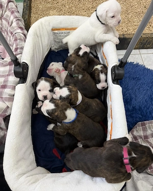 Descoperă dragostea și loialitatea alături de acești cățeluși de rasă Boxer - imagine 3