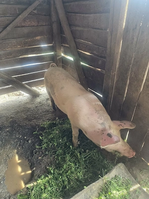 De vânzare porc