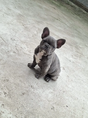 Bulldog francez blue  - imagine 5