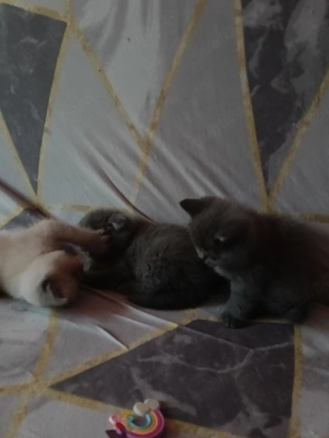 ae căuta căsuța nouă si mama si puii sunt de vânzare mai multe informații pe watzapp  
