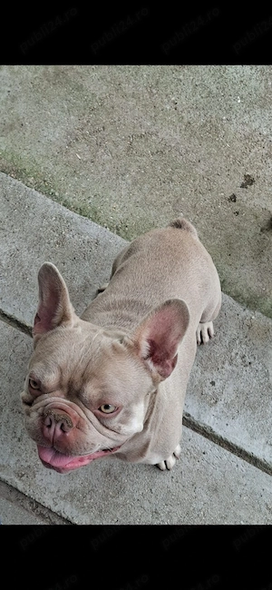 Mascul Disponibil Bulldog francez  - imagine 4