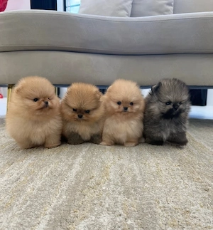 Pui de Pomeranian loiali, iubitori și sănătoși, gata să-și găsească un cămin - imagine 3