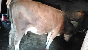 Vând urgent vaca crescuta sănătos  - imagine 3