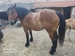 Vând iapă rosie din imagine.
