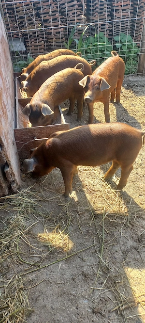 Purcei Duroc 7 săptămâni Com Lița Teleorman o733345270 - imagine 2