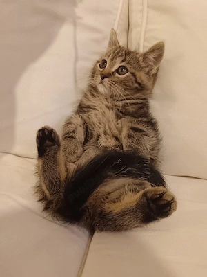 American Shorthaire  - imagine 4