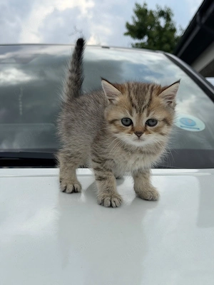 Pisici british tabby silver - imagine 4