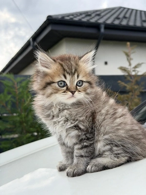 Pisici british tabby silver