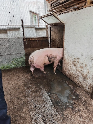 Vand porc  - imagine 2