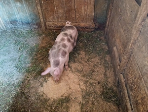 Purcea pietrain 11 săptămâni 