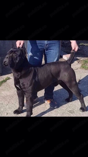 femela cane corso tigrata pui - imagine 4