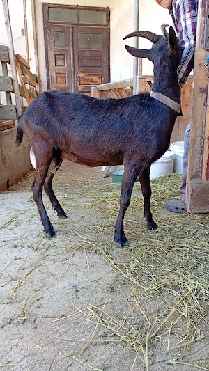 Capra de vinzare Alpina Franceza