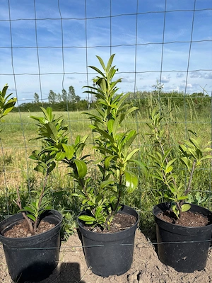 Vând gard viu(Leylandii si Prunus Laurocerasus) în ghiveci 50-70 cm 49 lei