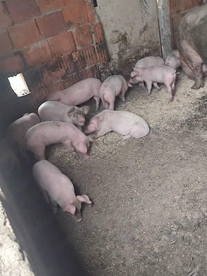 Purcei 7 săptămâni 15 bucati - imagine 4