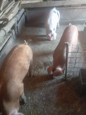 Porci de vanzare - imagine 2