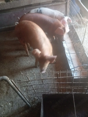 Porci de vanzare