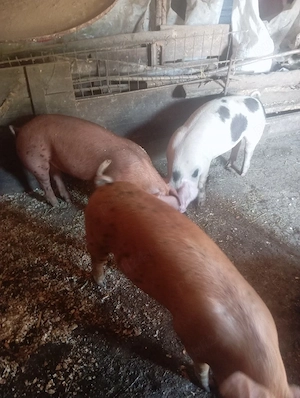 Porci de vanzare - imagine 3