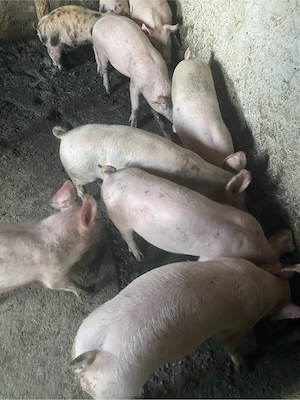 purcei de vanzare