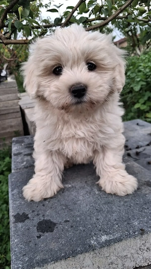 Cățelușă bichon de vânzare 