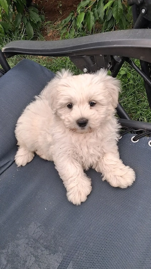Cățelușă bichon de vânzare  - imagine 2