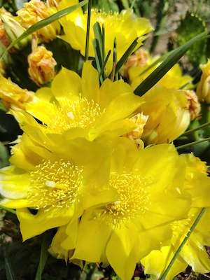 De vânzare cactuși 
