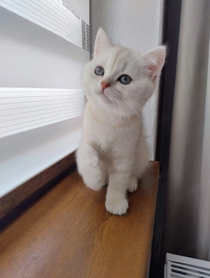 British shorthair 