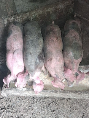  purcei de vanzare( 9 saptamani)