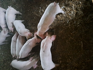 Vând purcei de 8 săptămâni 