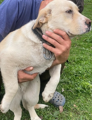Vând Labrador de de 6 luni vaccinată mai multe detalii în privat - imagine 5