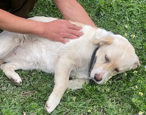 Vând Labrador de de 6 luni vaccinată mai multe detalii în privat - imagine 3