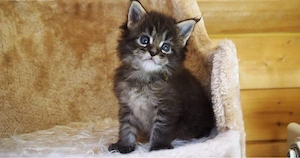 Maine Coon 