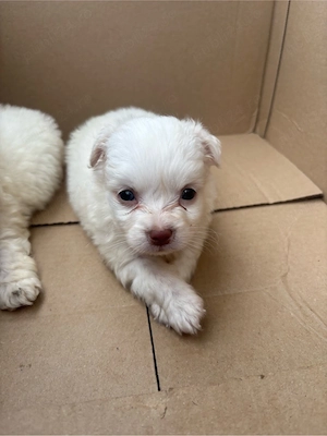 Bichon maltez de talie mică  - imagine 3